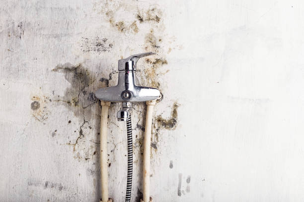 Trusted Forest Park, OH Mold Removal Experts