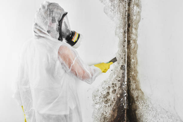 Best Attic Mold Removal  in Forest Park, OH