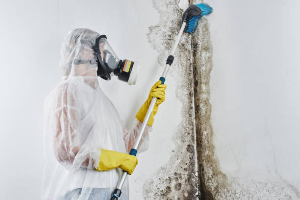 Best Certified Mold Removal  in Forest Park, OH