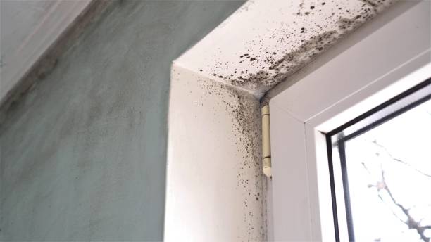 Best Commercial Mold Removal  in Forest Park, OH