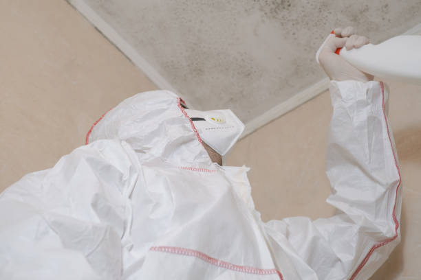 Best Mold Removal Near Me  in Forest Park, OH