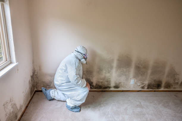 Best Black Mold Removal  in Forest Park, OH