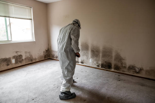 Best Affordable Mold Removal  in Forest Park, OH