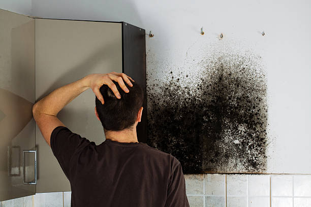 Best Mold Testing and Removal  in Forest Park, OH