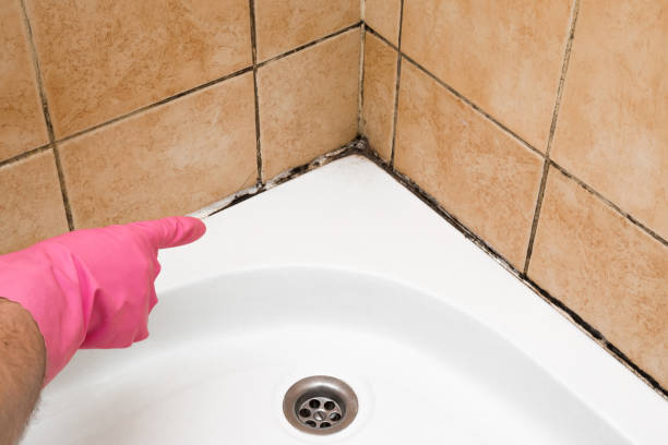 Best Mold Damage Repair  in Forest Park, OH